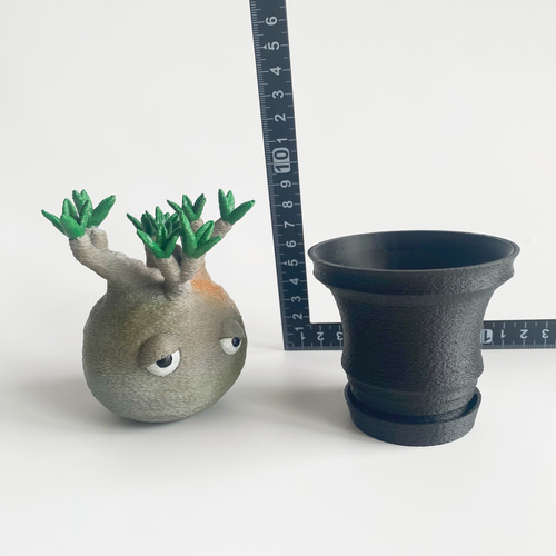 激かわ】パキポン 黒鉢 パキポディウムグラキリス オブジェ 塊根