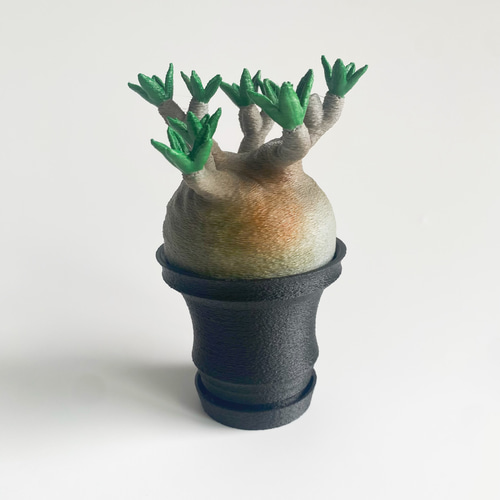 激かわ】パキポン 黒鉢 パキポディウムグラキリス オブジェ 塊根