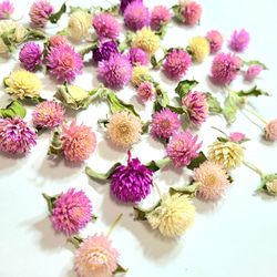 貝細工 ドライフラワー ヘリクリサム ドライフラワー FlowerLife 通販