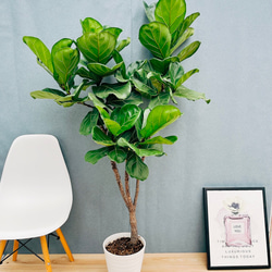 現品］【希少】2番 サイカス タイシルバー 実生 蘇轍 観葉植物 レア 6