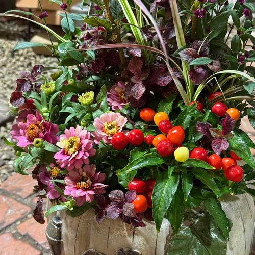 セロシア×ジニア」の秋色ヴィンテージ寄せ植え※寄せ植えセット 花苗 苗