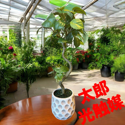 光触媒 人工観葉植物 ウォールグリーン フェイクグリーン