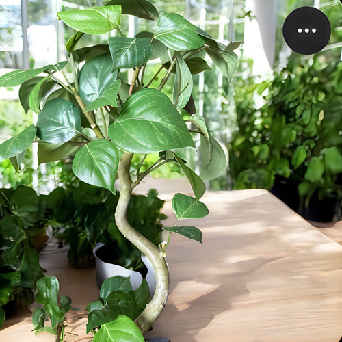 光触媒　人工観葉植物　ウォールグリーン　フェイクグリーン　ガジュマルアゴッド 光触媒 人工観葉植物 ウォールグリーン フェイクグリーン ガジュマル42