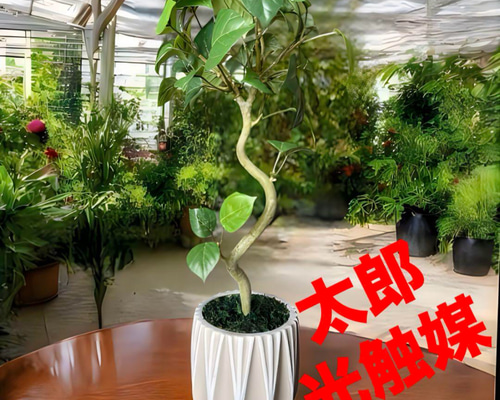 光触媒 人工観葉植物 ウォールグリーン フェイクグリーン ガジュマル42