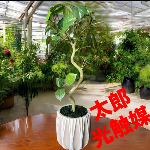 光触媒　人工観葉植物　ウォールグリーン　フェイクグリーン　ガジュマルアゴッド@ 光触媒 人工観葉植物 ウォールグリーン フェイクグリーン ガジュマル42