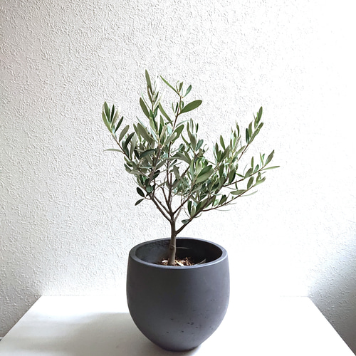 ○数量限定○新作○ ※厳選・美樹形 大きめ ”オリーブの木 鉢カバー