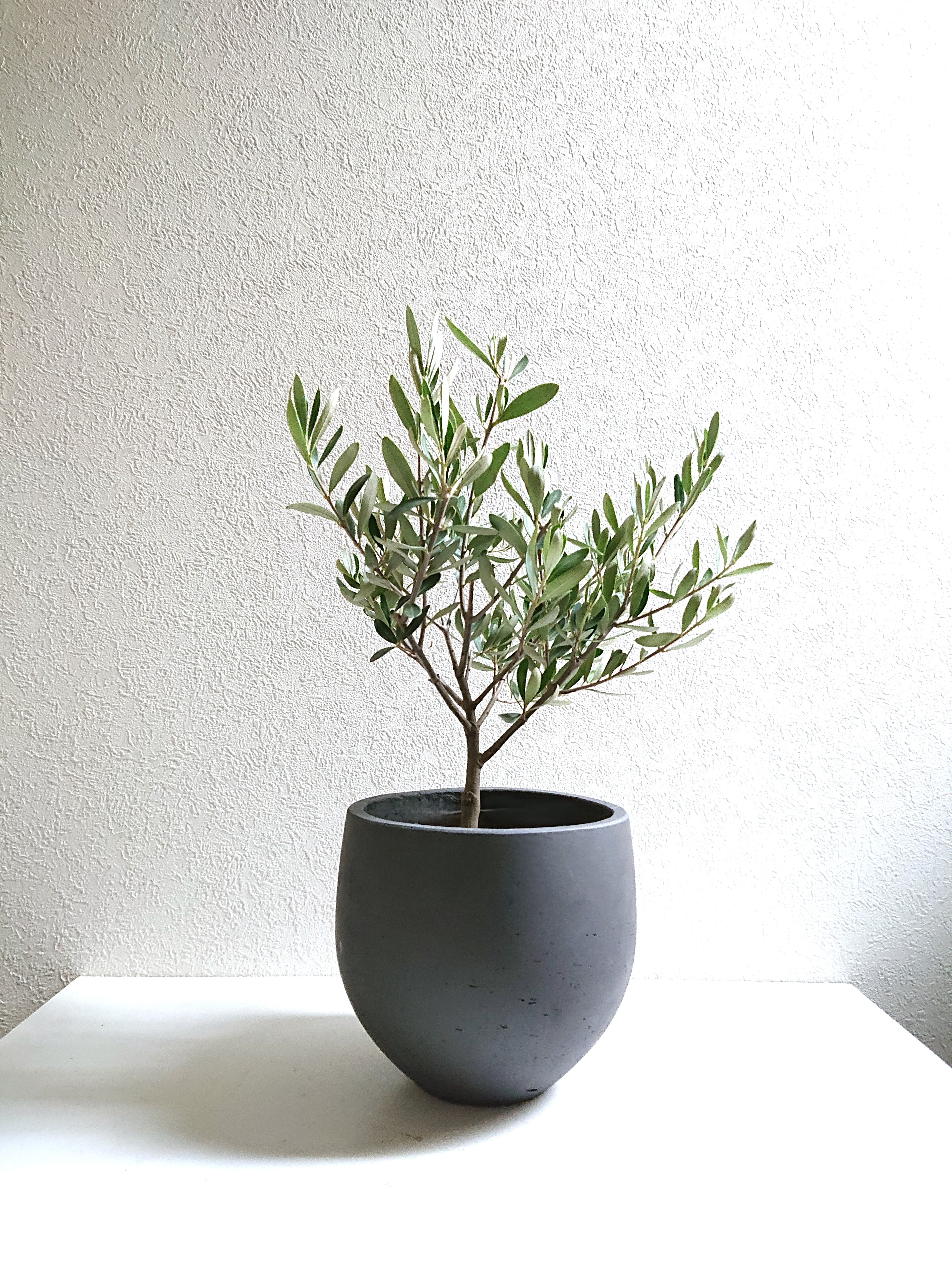 ●数量限定●新作●　※厳選・美樹形　大きめ　”オリーブの木　鉢カバーセット”　観葉植物　ギフト プレゼント　おしゃれ