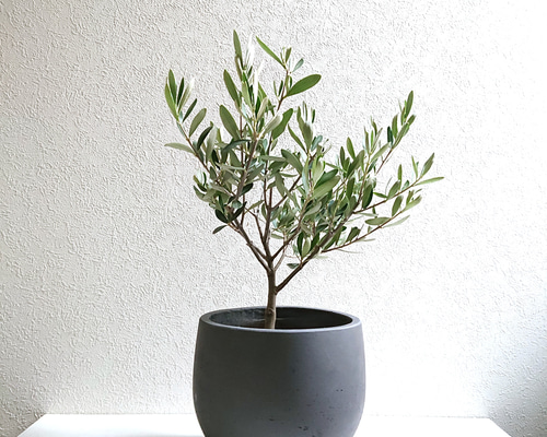 a9f32d97cc6dd93708378e9f1144ba