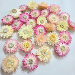 貝細工 ドライフラワー ヘリクリサム ドライフラワー FlowerLife 通販