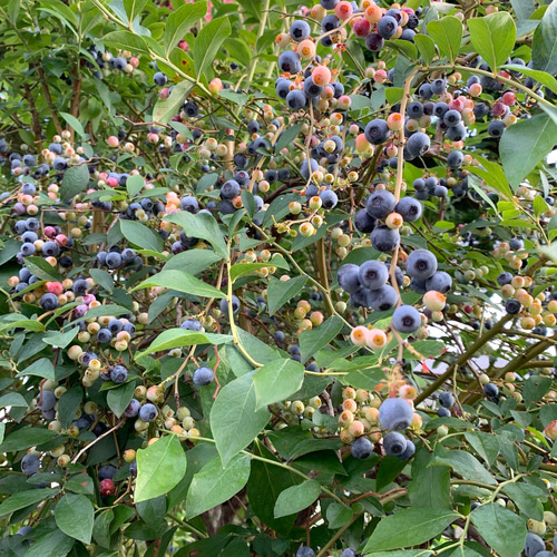 999 Silver] ブルーベリー ペンダントネックレス, ブルークォーツ