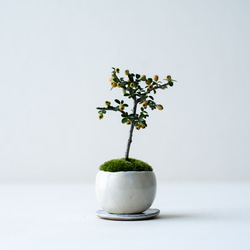 Ysh_sugawara69様用 フォローワー様100人記念❗️クチナシ盆栽