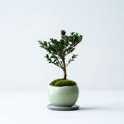 三河盆栽　ガマズミ　盆栽 0_88d836da4edc2273b53462461d57