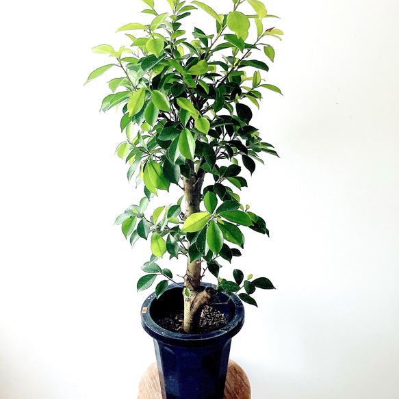 ガジュマル 多幸の木 現品】多幸の木 ガジュマル ガジュマルの木