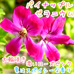 八重咲きローマン 苗 ダブルフラワーカモミール 3.号 元苗 カモミール