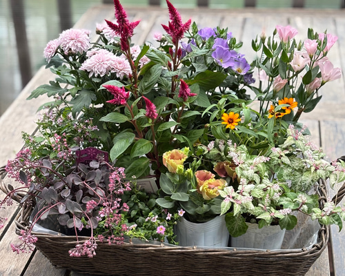 あおトルコキキョウ　トルコギキョウ苗 あおトルコキキョウ トルコギキョウ苗 トルコキキョウ 苗の
