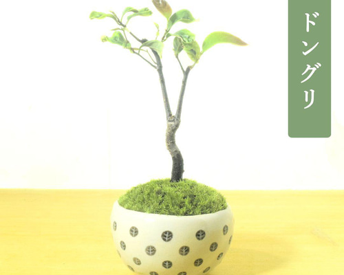 POTOCO どんぐり ドングリ ナラの木 観葉植物 陶器鉢 盆栽 小品盆栽 苔