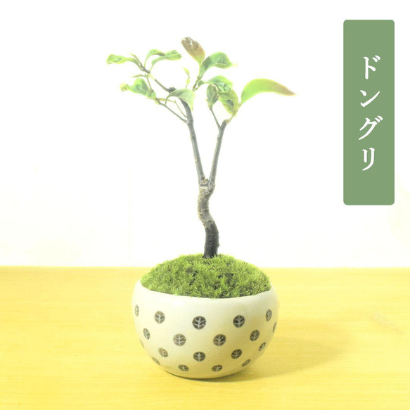POTOCO どんぐり ドングリ ナラの木 観葉植物 陶器鉢 盆栽 小品盆栽 苔