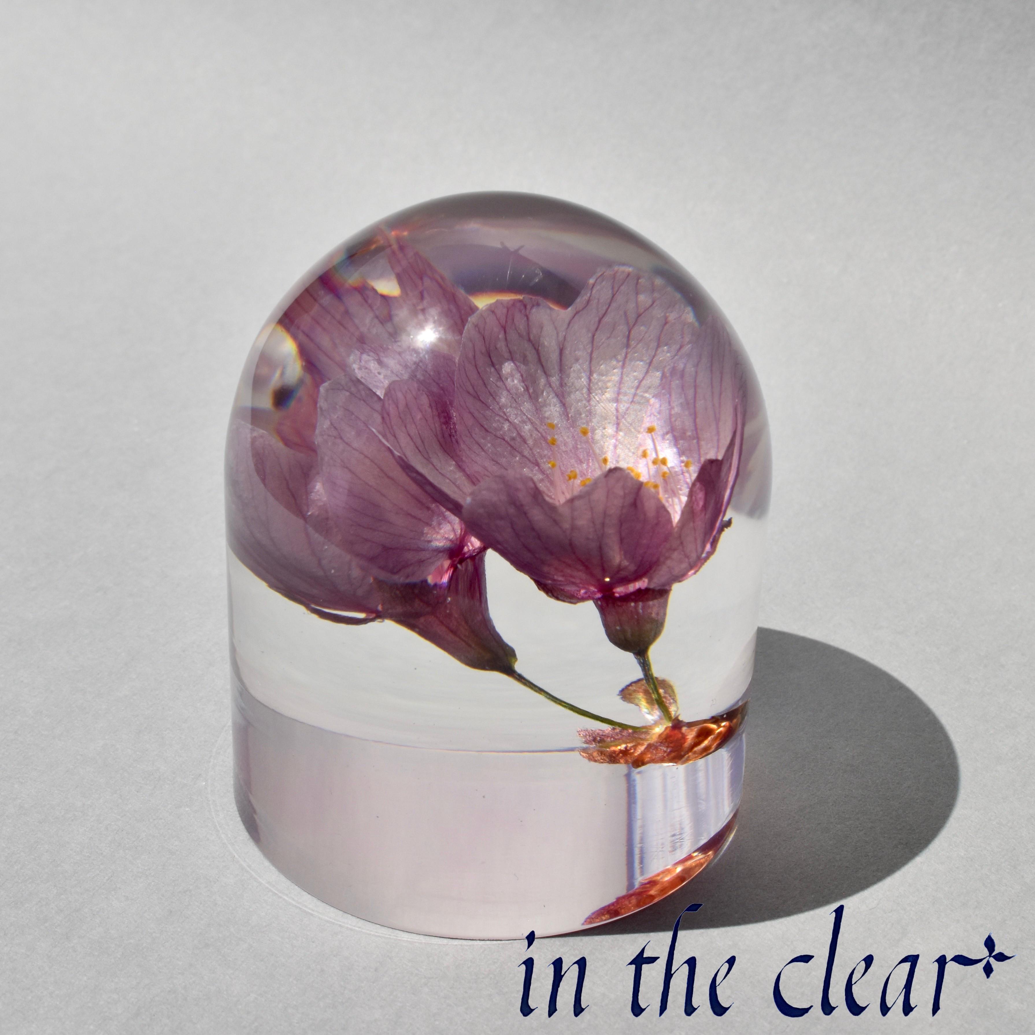 植物標本　河津桜　ピンク　レジン　ガラスドーム風　ピンク底
