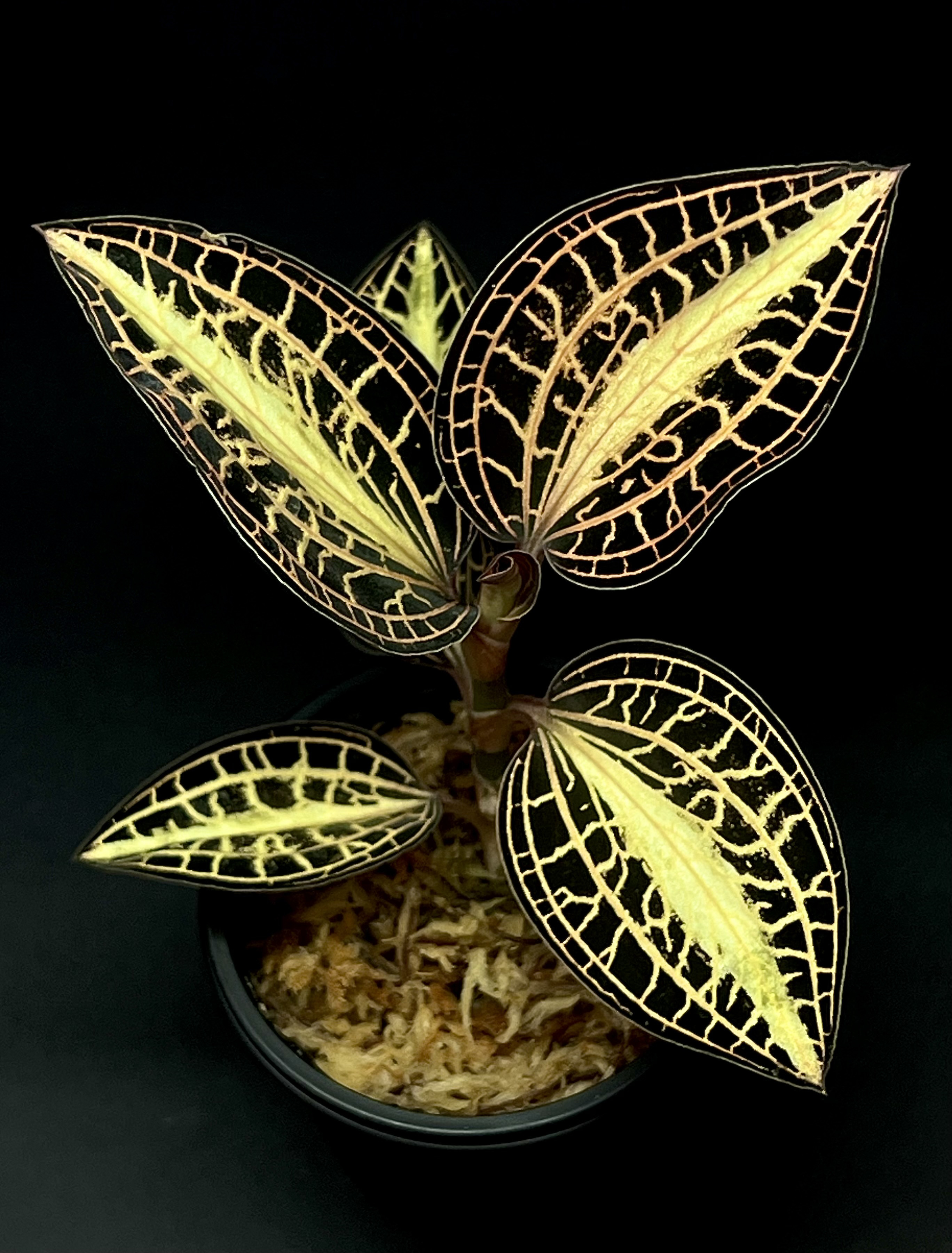 【観葉植物】ジュエルオーキッド【アネクトキルス アルボリニアタス】