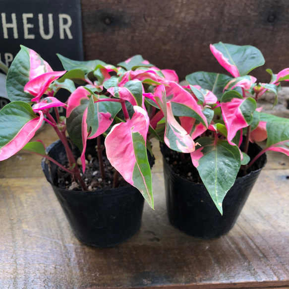 2個セット♡イレシネ『ピンクファイヤー』2苗 マルバビユ ケショウビユ