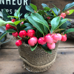 コノフィツム 大型pageae ポットごと（群生株) 2025年最新