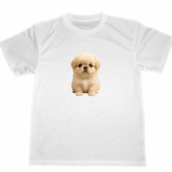 ペキニーズ　ドライ　Tシャツ　子犬　仔犬　DOG　グッズ　T-shirt 1枚目の画像