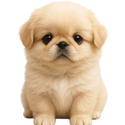 ペキニーズ　ドライ　Tシャツ　子犬　仔犬　DOG　グッズ　T-shirt 2枚目の画像