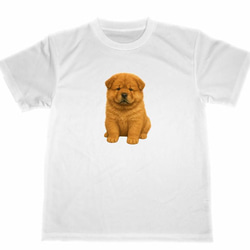 チャウチャウ　ドライ　Tシャツ　子犬　仔犬　DOG　グッズ　T-shirt 1枚目の画像
