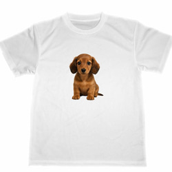 ミニチュアダックスフンド　ドライ　Tシャツ　子犬　仔犬　DOG　グッズ　T-shirt 1枚目の画像