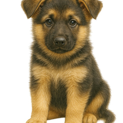 シェパード　ドライ　Tシャツ　子犬　仔犬　DOG　グッズ　T-shirt 2枚目の画像