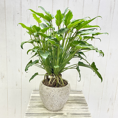 観葉植物 クッカバラ尺鉢尺鉢古株60センチ四方 観葉植物 クッカバラ尺鉢尺鉢古株60センチ四方