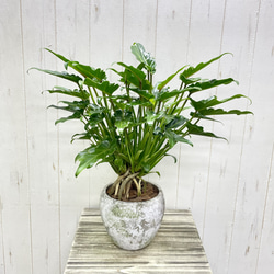 光触媒 人工観葉植物 ウォールグリーン フェイクグリーン ユーカリ高さ