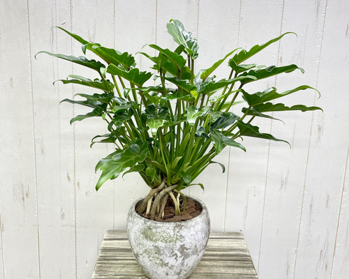 根上がり仕立てクッカバラ アンティークセメント鉢入り 観葉植物