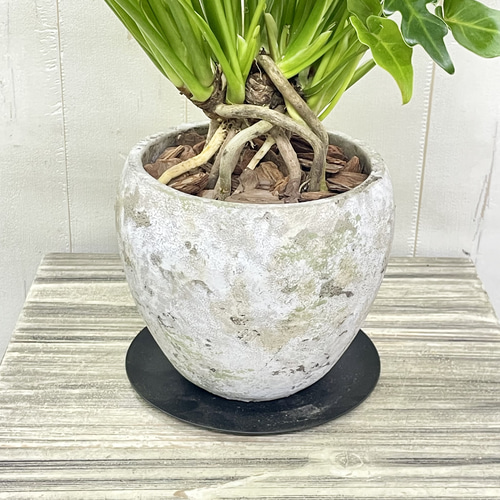 根上がり仕立てクッカバラ アンティークセメント鉢入り 観葉植物
