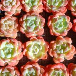 多肉植物(韓国苗) エケベリア アイスクリスタル❣️ 多肉植物 ウォール