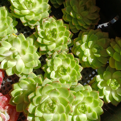 多肉植物(韓国苗) エケベリア ハーフサマー❣️ 多肉植物 ウォール