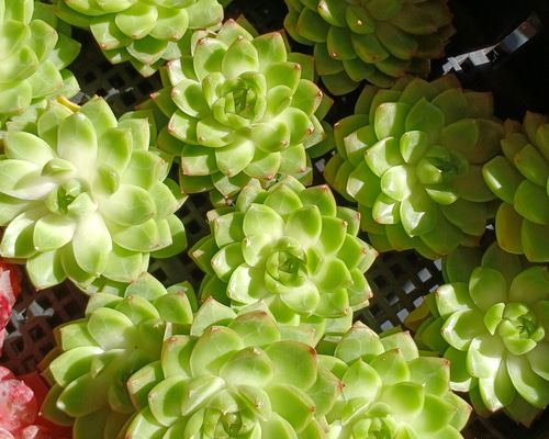 多肉植物(韓国苗) エケベリア クイーンローズ❣️ 多肉植物 ウォール