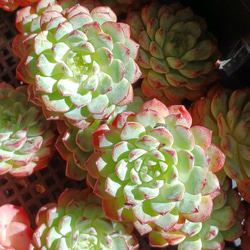 レア‼️ 多肉植物(韓国苗) エケベリア マグパイブリッジ❣️ 3苗セット