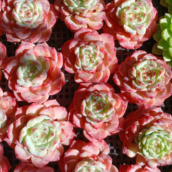 多肉植物(韓国苗) エケベリア 氷砂糖水晶 アイスシュガークリスタル