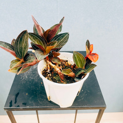 現品］【希少】2番 サイカス タイシルバー 実生 蘇轍 観葉植物
