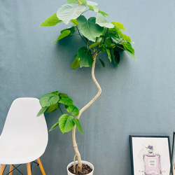 現品］16番 フィカス ベンガレンシス 曲がり 8号 観葉植物 室内