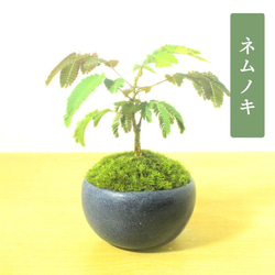 POTOCO クチナシ 観葉植物 赤 陶器鉢 盆栽 豆盆栽 小品盆栽 植物 盆栽