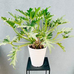 ［現品］☆人気☆ K フィカス　ベンガレンシス　曲がり　8号　観葉植物　室内 現品］4番 フィカス ベンガレンシス 曲がり 8号 観葉植物 室内