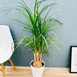 ［現品］18番　ドラセナ　コンシンネ　曲がり　8号　観葉植物　大型　室内 現品］7番 ドラセナ コンシンネ 曲がり 8号 観葉植物 大型 室内