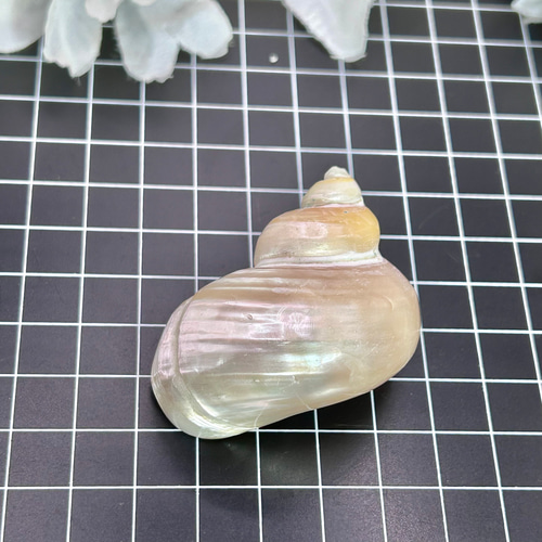 キングチサザエ 貝殻 巻貝 1個 磨き加工 真珠光沢 天然インテリア