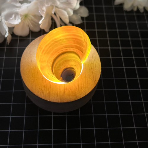 キングチサザエ 貝殻 巻貝 1個 磨き加工 真珠光沢 天然インテリア