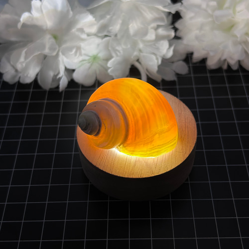 キングチサザエ 貝殻 巻貝 1個 磨き加工 真珠光沢 天然インテリア