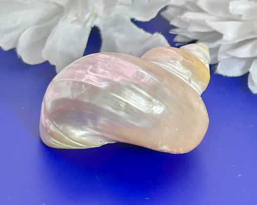 真珠付き天然貝殻置物 キングチサザエ 貝殻 巻貝 1個 磨き加工 真珠光沢 天然インテリア