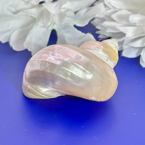 キングチサザエ 貝殻 巻貝 1個 磨き加工 真珠光沢 天然インテリア