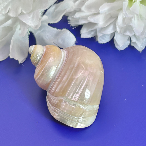 真珠付き天然貝殻置物 楽天市場】巻貝 貝殻 青緑 白 ブルーグリーン系 ホワイト系 海 マリン